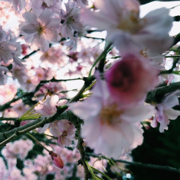 Meet your Posher, Alex - Picture 1 of 1